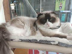 -喵喵咪呀布偶猫咖(春熙路店)