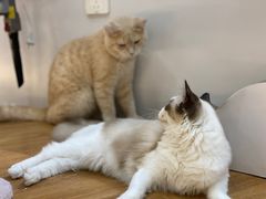 -COLOR PETS 撸猫馆·购猫·猫咖(长风大悦城店)