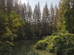 -东平国家森林公园