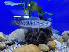 -上海海洋水族馆