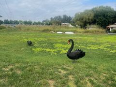 -禧宴Joyous Restaurant(禧园店)