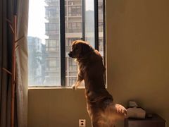 -厝内小眷村(正阳步行街店)