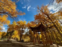 -金塔沙漠胡杨林景区