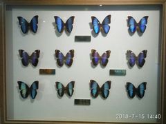 -上海昆虫博物馆