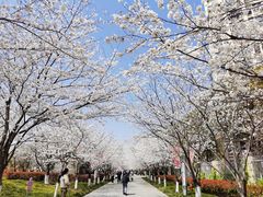 -高东镇樱花园