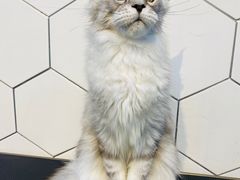 -萌兽医馆·眼科·异宠专科(三里屯店)