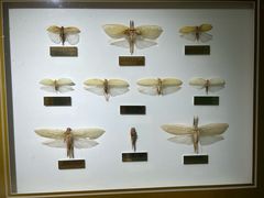 -上海昆虫博物馆