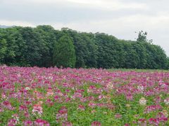 -曲江薰衣草庄园
