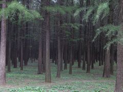 -蜀冈西峰生态公园