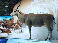 -陕西自然博物馆