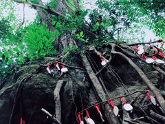 -莫里热带雨林景区