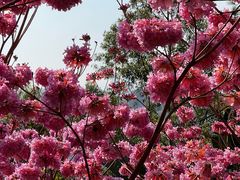-仙岳公园