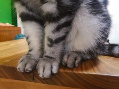 -李小姐の猫咖啡馆(五角场店)