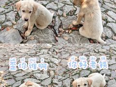 -杨家堂村