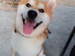 -柴犬高等学院·狗咖·柴犬售卖·宠物训练