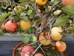 -茅庐·川粤精品私房菜(金沙遗址店)