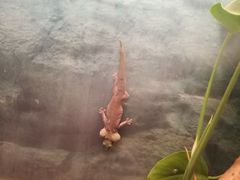 -上海大自然野生昆虫馆(东方明珠·爬宠昆虫探索中心)