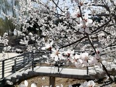 -大兴滨河森林公园