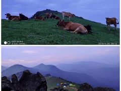 -大姆山草场