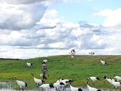 -黑龙江扎龙生态旅游区
