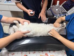 -御宝贝24h宠物医院·转诊中心·CT核磁血透中心(厦门总院)
