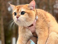 -瑞派名望志远动物医院·猫科·內科·异宠专科(直港大道店)