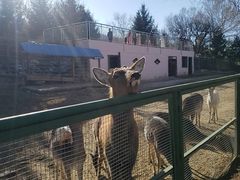-青藏高原野生动物园