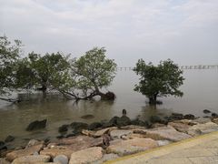 -宝安西湾红树林湿地公园