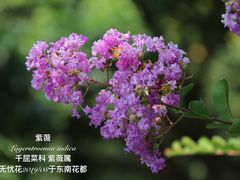 -东南花都花博园