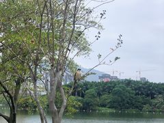 -飞来湖湿地公园