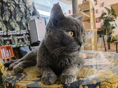 -平行世界·猫咖(首经贸店)