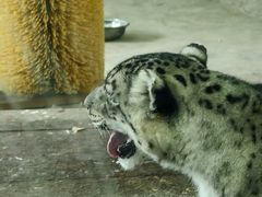 -青藏高原野生动物园