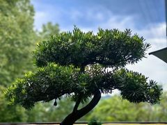 -恬阿姨庭院餐厅·生日宴