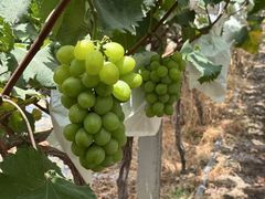 -马陆小张葡萄园农家乐