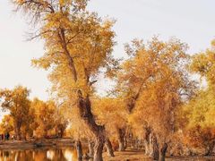 -金塔沙漠胡杨林景区