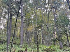 -五营红松林海景区