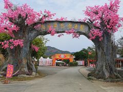 -天适樱花悠乐园