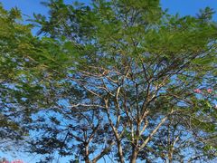 -风云岭森林公园