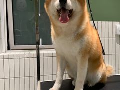 -電力宠物公司(武定路店)