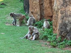 -海南热带野生动植物园