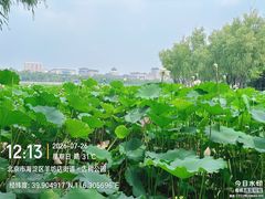 -莲花池公园