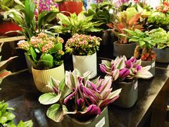 -双季花艺园艺市场(浦东店)