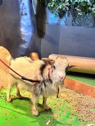 -酷嗒动物文化乐园(cutezoo西溪乐天城店)