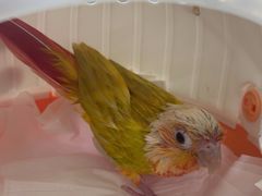 -爱侣宠医·鹦鹉专科·小型哺乳类·异宠专科(灵石路店)