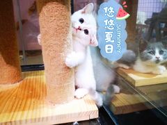 -十年猫舍·猫咪专门店(普陀店)