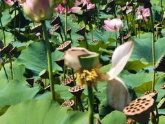 -杜氏旅游度假区