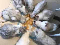 -怪兽屋·羊驼·猫咖·狗咖(俊华广场店)