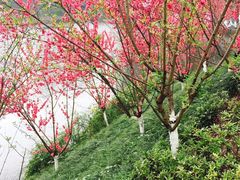 -重庆彩云湖湿地公园