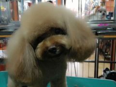 -家有小宠宠物美容(双楠街店)