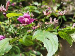 -华蓥山天意谷景区